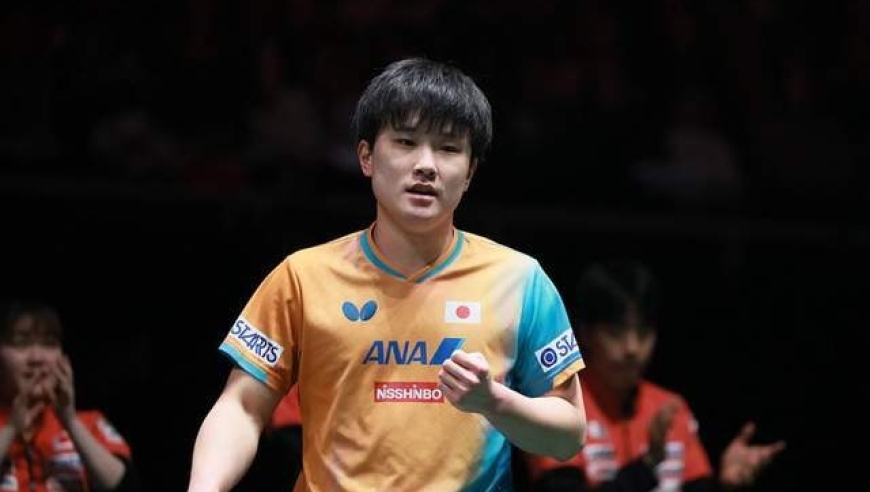 日本球迷表示理解张本智和两边受气的痛苦：请日乒协给他心理保护