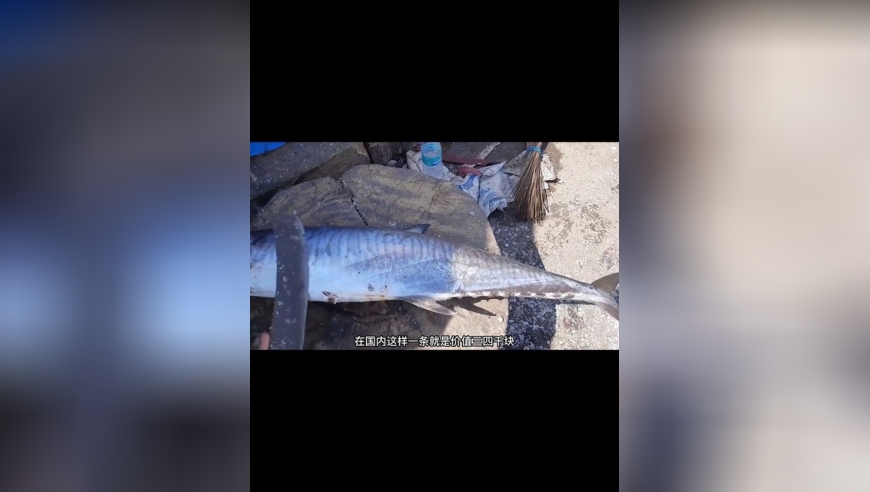 看印度小哥高超杀鱼技术，一条马鲛鱼切割很解压