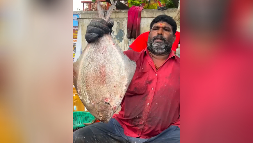 户外：渔民使用炉火纯青的刀法快速切割一条大白鲳！