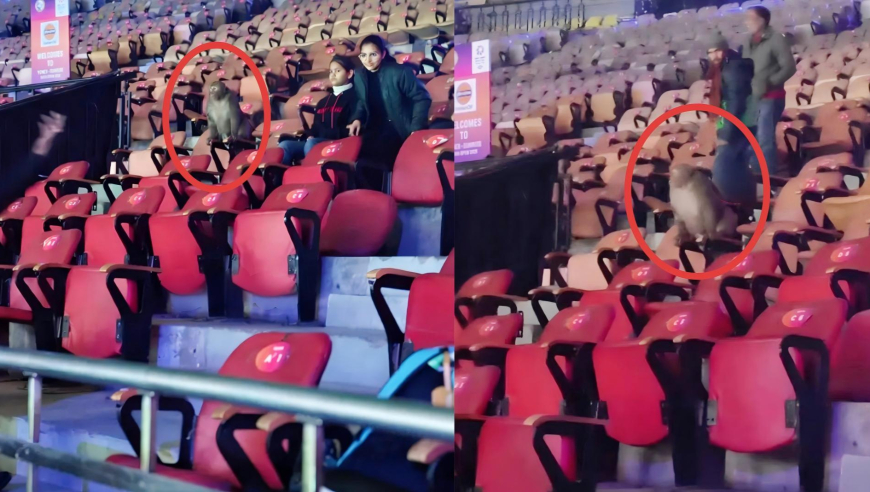 赛帧 | 猴子闯入印度场馆！环境脏乱空气污浊，丹麦名将退赛被罚款