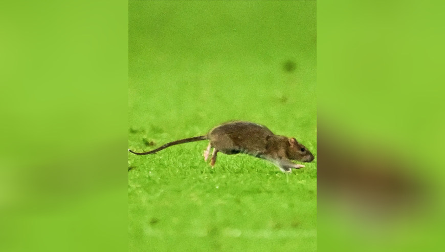 罕见！威尔士对比利时老鼠跑进场内干扰比赛 风骚跑位晃过库尔图瓦