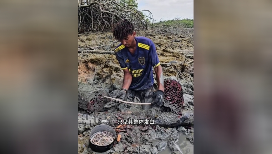 户外捕鱼：东南亚渔民在朽木中寻找一种可食用的幼虫