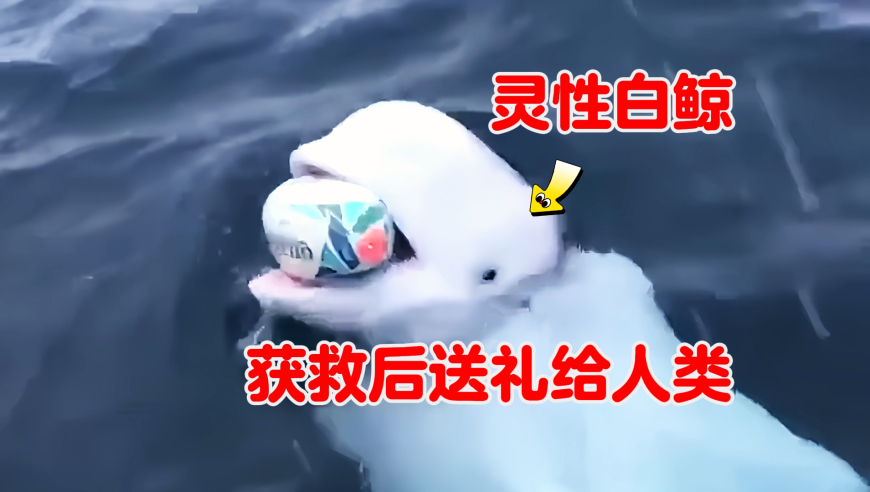 白鲸想方设法靠近船只，可它却不是为了要攻击人类