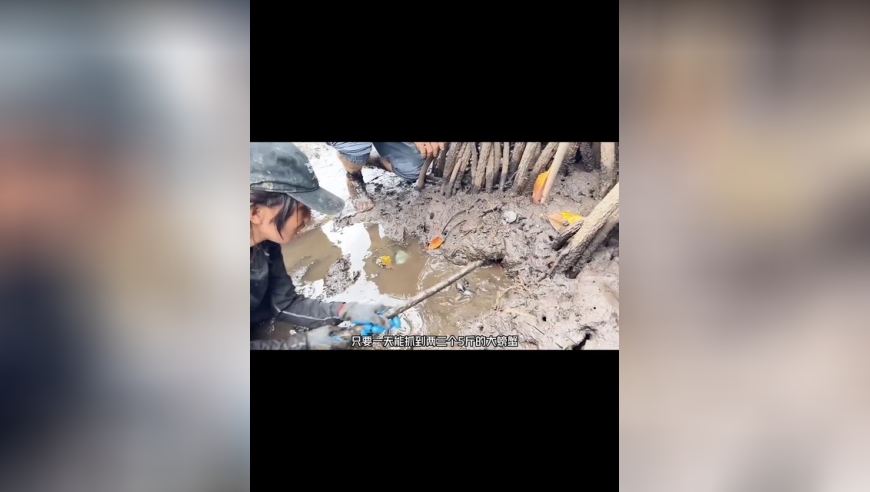 在红树林中抓大螃蟹绝对是致富之道