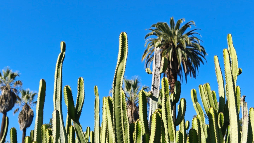 【LPL老婆】希然太会拍照了，生命力十足