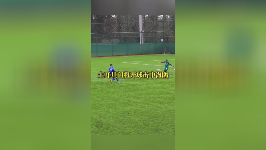 离奇一幕！门将开球击中海鸥，队长心肺复苏将其救活