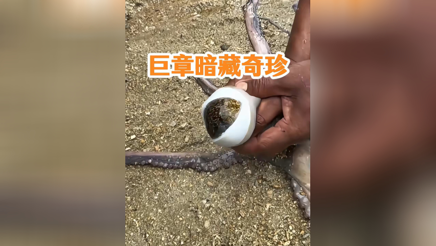 渔民海边钓到巨型章鱼，肚大如鼓，一刀剖开竟藏巨石般大海参